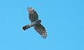 Spurvehauk - Eurasian Sparrowhawk (Accipiter nisus)